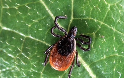 Lyme Disease and Treatment