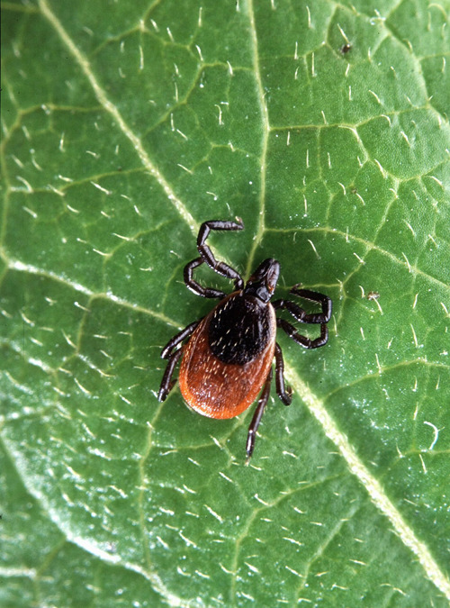 Lyme Disease and Treatment