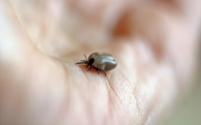 Lyme Disease is A Growing Concern