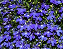 herbal-remedies-lobelia