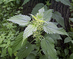 herbal-remedies-nettles