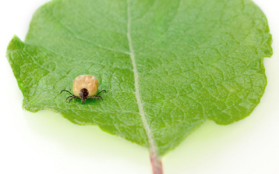 Lyme Disease & Natural Medicine