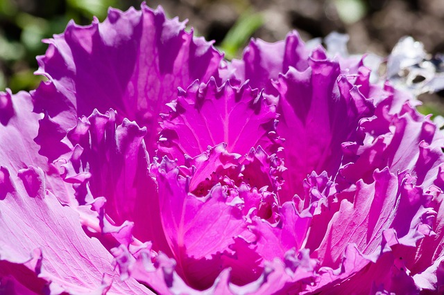 NHSOA-Heart-Health-Cabbage